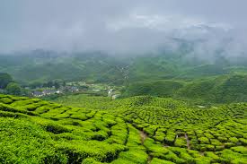 Cameron Highlands