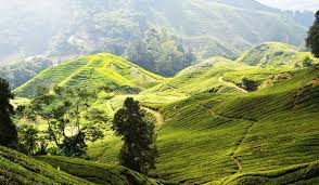 Cameron Highlands
