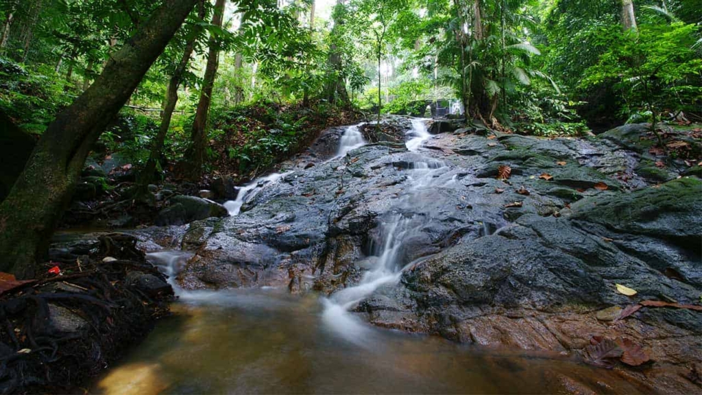 FRIM Kepong