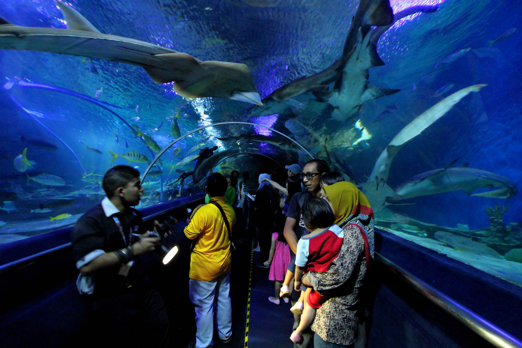 sea aquarium singapore 