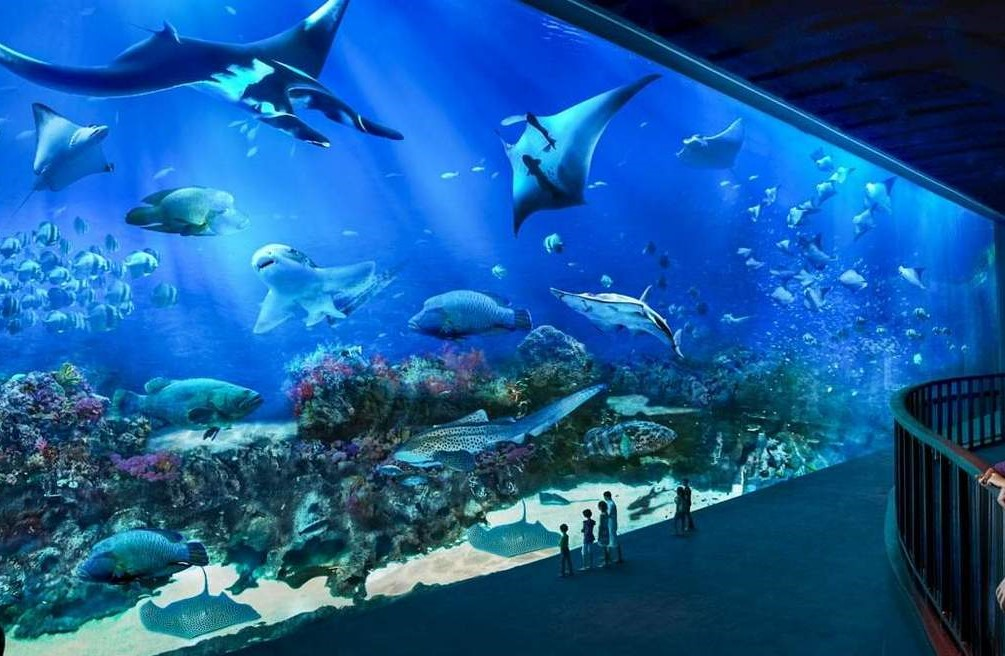 Aktivitas Indoor Singapore Oceanarium yang Cocok untuk Keluarga